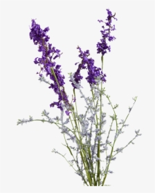 Clip Art Vector Sketching For - Transparent Image Of Lavender, HD Png Download, Free Download