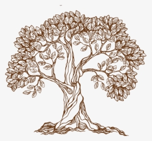 Old Drawing Apple Tree - Pencil Drawing Of Banyan Tree, HD Png Download, Free Download