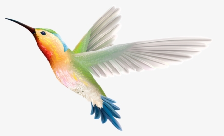 Clip Art Stock Hummingbird Web Clipartix Animals Pinterest - Bird Png, Transparent Png, Free Download