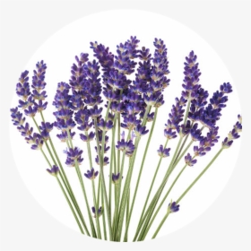Transparent Essential Oils Clipart - Lavender Flower White Background, HD Png Download, Free Download