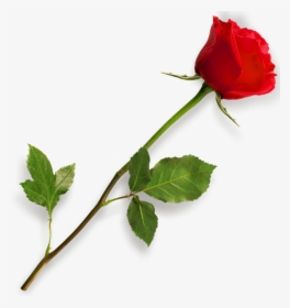 Rose Png Hd - Picsart Png Effect Download, Transparent Png, Free Download