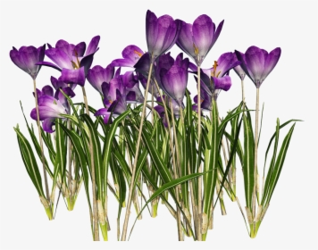 Download Crocus Png Clipart - Krokus Png, Transparent Png, Free Download