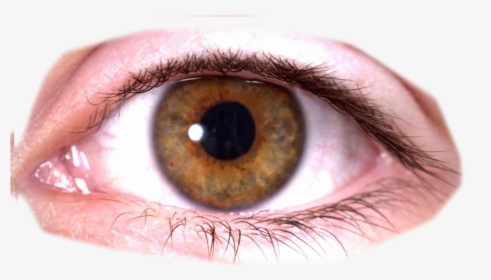 Human Eye Transparent Background, HD Png Download, Free Download
