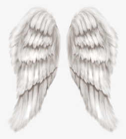 Cherub Wing Angel - White Angel Wings Png, Transparent Png, Free Download