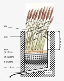 Transparent Grass Section Png - Phragmites, Png Download, Free Download