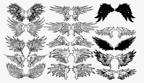 Vintage Wings Vector Set - Angel Wing Drawing Reference, HD Png Download, Free Download