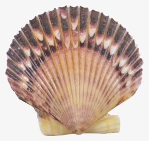 Purple Scallop Shell 3" - Shell, HD Png Download, Free Download