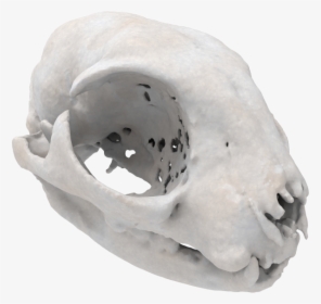 Cat Skull - Skull, HD Png Download, Free Download