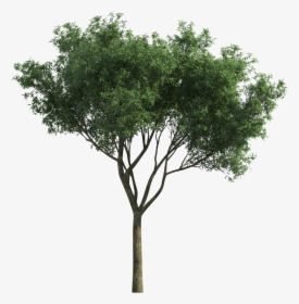 Garden For Tree Tortilis Green Photoscape Vachellia - Alberi Png, Transparent Png, Free Download