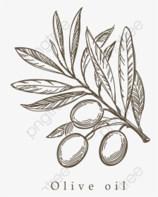 Transparent Olive Branch Clip Art - Olive Leaf Drawing Png, Png Download, Free Download