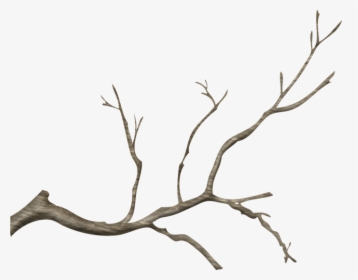 Wood Branch Png Clip Art Transparent Library - Real Tree Branch Png, Png Download, Free Download