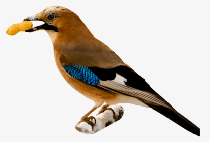 Pájaro Comiendo Maní - Bird Eating Png, Transparent Png, Free Download