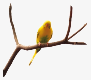 Bird Nature Naturaleza Pajaro - Pajaros En Png Reales, Transparent Png, Free Download
