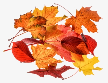 Autumn, Leaves, Leaf, Png, Transparent, Fall Color - Foglie Autunno Png, Png Download, Free Download