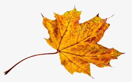Autumn Leaves Falling Png - Fall Leaves Transparent Background, Png Download, Free Download