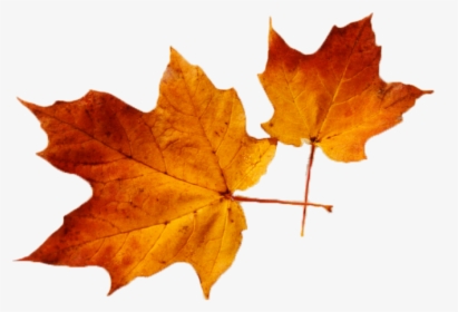 Canadian Leaves Png, Transparent Png, Free Download