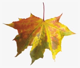 Fall Leaves No Background - Autumn Leaf No Background, HD Png Download, Free Download