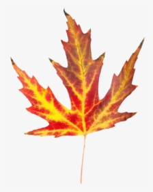 Fall Foliage Png - Leaves That Look Like Fire, Transparent Png, Free Download