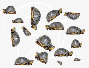 Florida Redbelly Turtle, HD Png Download, Free Download