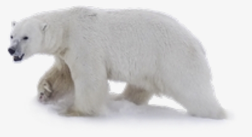 Polar Bear Png Transparent Images - Polar Bear Clear Background, Png Download, Free Download