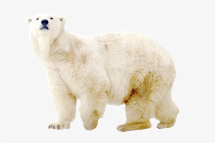 Polar Bear Transparent Background, HD Png Download, Free Download