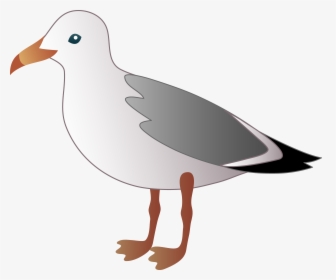 Seagull Over Water Clipart - Seagull Clipart, HD Png Download, Free Download