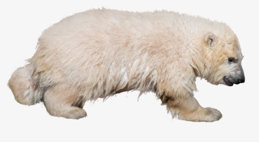 Polar Bear, Wild Animal, Isolated, Predator, Zoo - Polar Bear, HD Png Download, Free Download