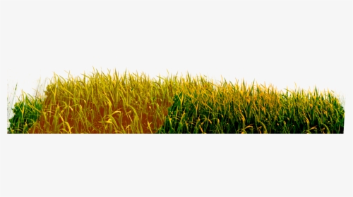 Brown Grass Png - Grass Png Yellow Hd, Transparent Png, Free Download