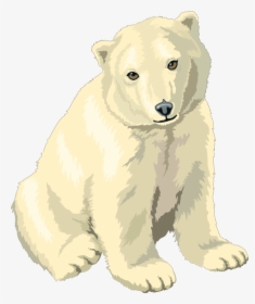 Polar Bear Png Clipart, Transparent Png, Free Download