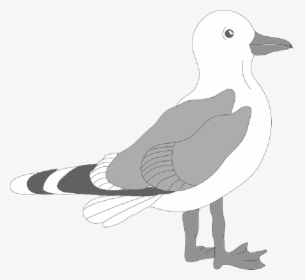 Download Gull Bird Png Transparent Images Transparent - Seagull Clipart Png, Png Download, Free Download