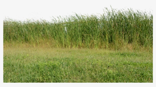 Transparent Grass Background Png - Transparent Background Wild Grass Png, Png Download, Free Download