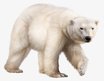 Transparent Polar Bear Clip Art - Ours Polaire Png, Png Download, Free Download