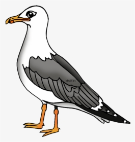 Transparent Bird Clipart - Seagull Clipart, HD Png Download, Free Download