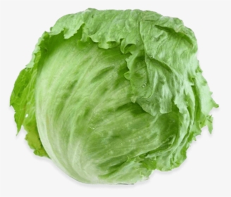 Romaine Lettuce Iceberg Lettuce Vegetable Salad Rijk - Iceberg Green Lettuce, HD Png Download, Free Download