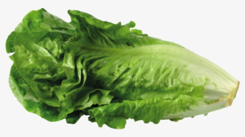 Greek Salad Lettuce Sandwich Clip Art Portable Network - Transparent Background Lettuce Transparent, HD Png Download, Free Download