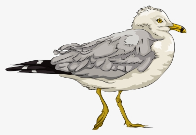 Seagull Clipart, HD Png Download, Free Download