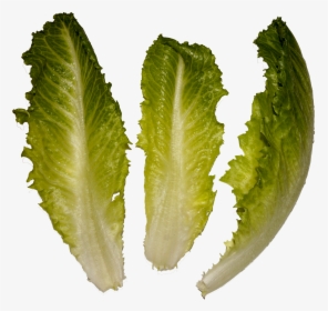 Cosmopolitan Salad - Romaine Lettuce, HD Png Download, Free Download