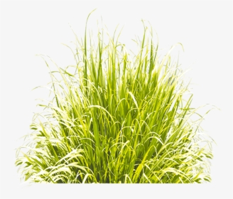 Grass Green Icon Download Free Image Clipart - Grasses Icon, HD Png Download, Free Download