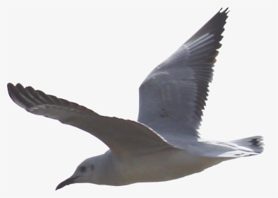 Gulls Png Background Image - Seagull Png, Transparent Png, Free Download