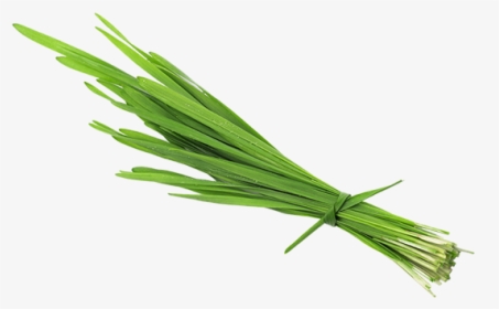 Chives, HD Png Download, Free Download
