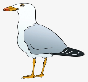 How To Draw Seagull - Seagull Cartoon Drawing, HD Png Download, Free Download
