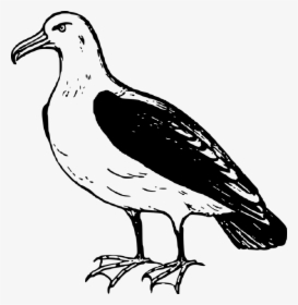 Albatross Png Transparent Image - Black Footed Albatross Drawing, Png Download, Free Download