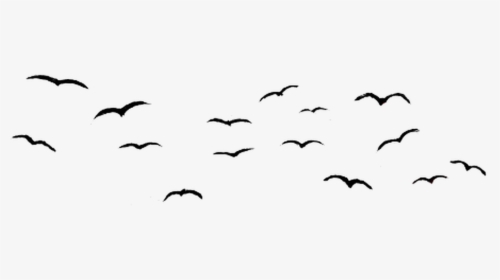 #birdsticker #flock Sticker #seagulls #flock #birds, HD Png Download, Free Download