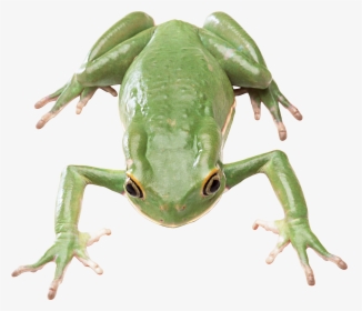 Green Frog Png - Transparent Background Frog Png, Png Download, Free Download