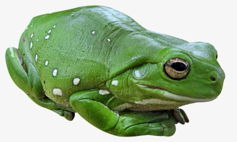 Tortoise Png Transparent Image - Green Frog Png, Png Download, Free Download