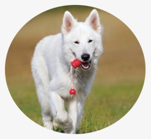 Image Icon - White Dog, HD Png Download, Free Download
