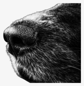 Afb Detector Dogs Explained - Animal 4k Black And White, HD Png Download, Free Download