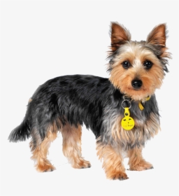 Australian Terrier, HD Png Download, Free Download