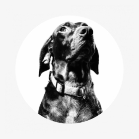 Dog - Pet Adoption Concept Dribbble, HD Png Download, Free Download