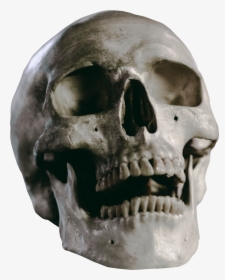 Skull Skeleton Head Free Picture - Skull Sitting On Table, HD Png Download, Free Download